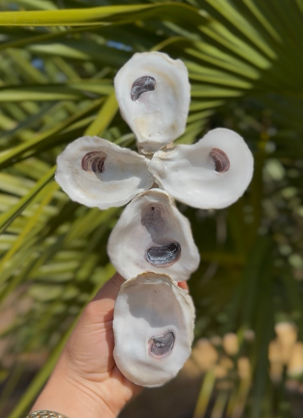 Oyster Cross