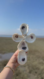 Oyster Cross